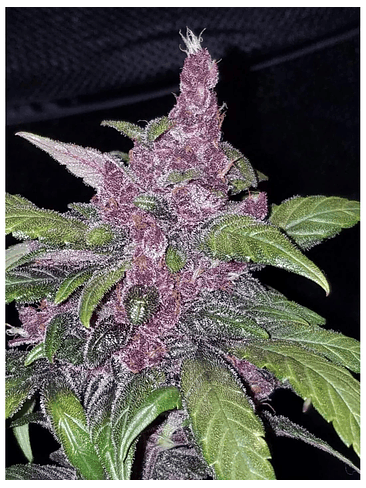 Lsd 25 Auto X5- Fast Buds 17