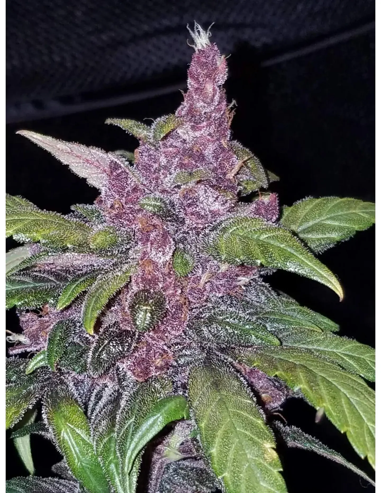 Lsd 25 Auto - Fast Buds (X5/X3/X1) 17