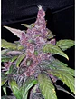 Lsd 25 Auto - Fast Buds (X5/X3/X1) - Miniatura 17