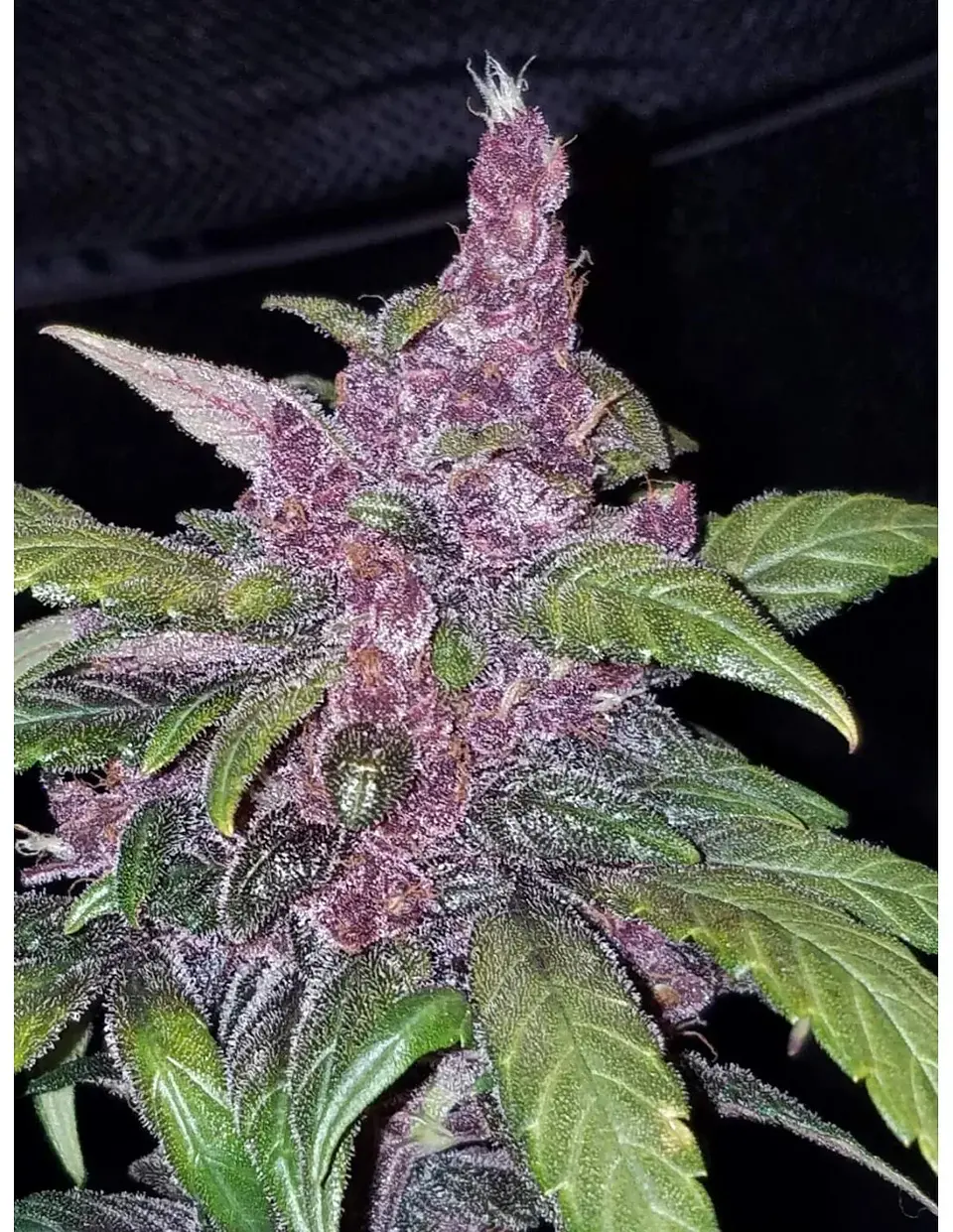 Lsd 25 Auto - Fast Buds (X5/X3/X1) 17