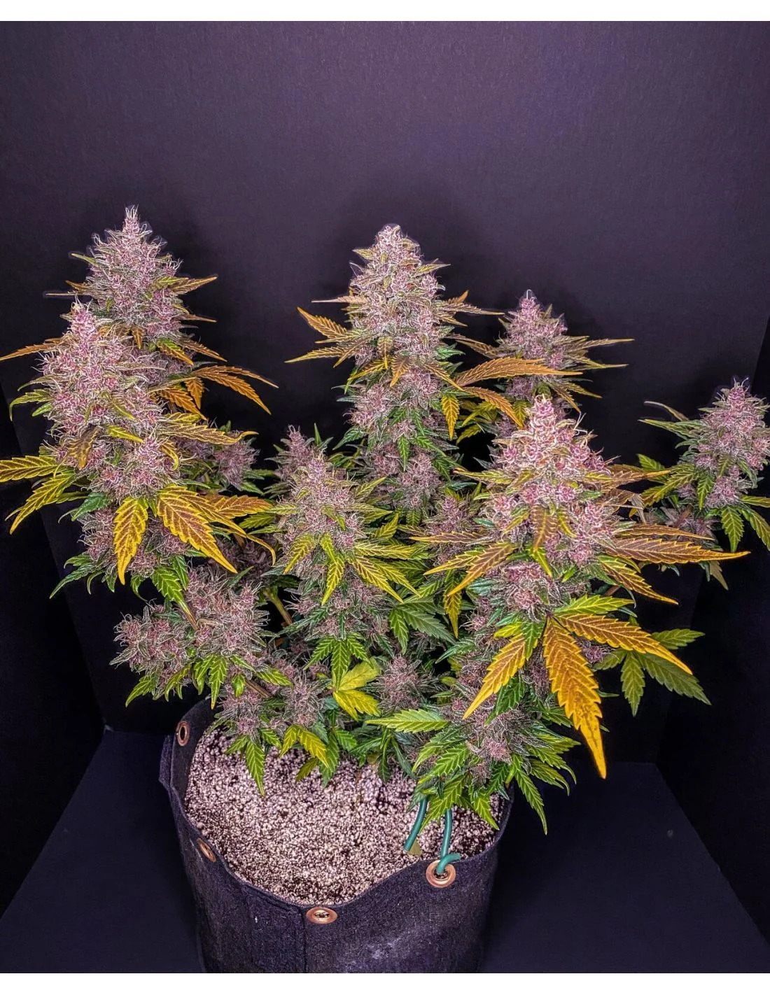 Lsd 25 Auto - Fast Buds (X5/X3/X1) 15