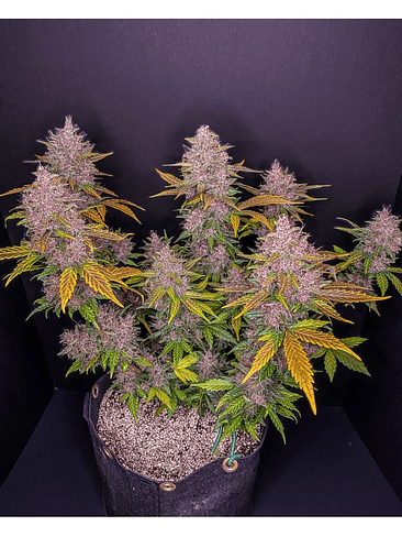 Lsd 25 Auto X5- Fast Buds 15