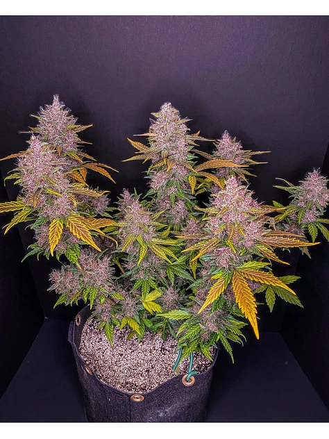 Lsd 25 Auto - Fast Buds (X5/X3/X1) 15