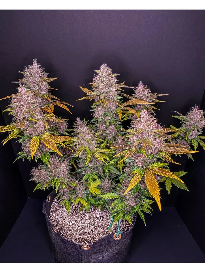 Lsd 25 Auto - Fast Buds (X5/X3/X1) 15