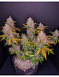 Lsd 25 Auto - Fast Buds (X5/X3/X1) - Miniatura 15