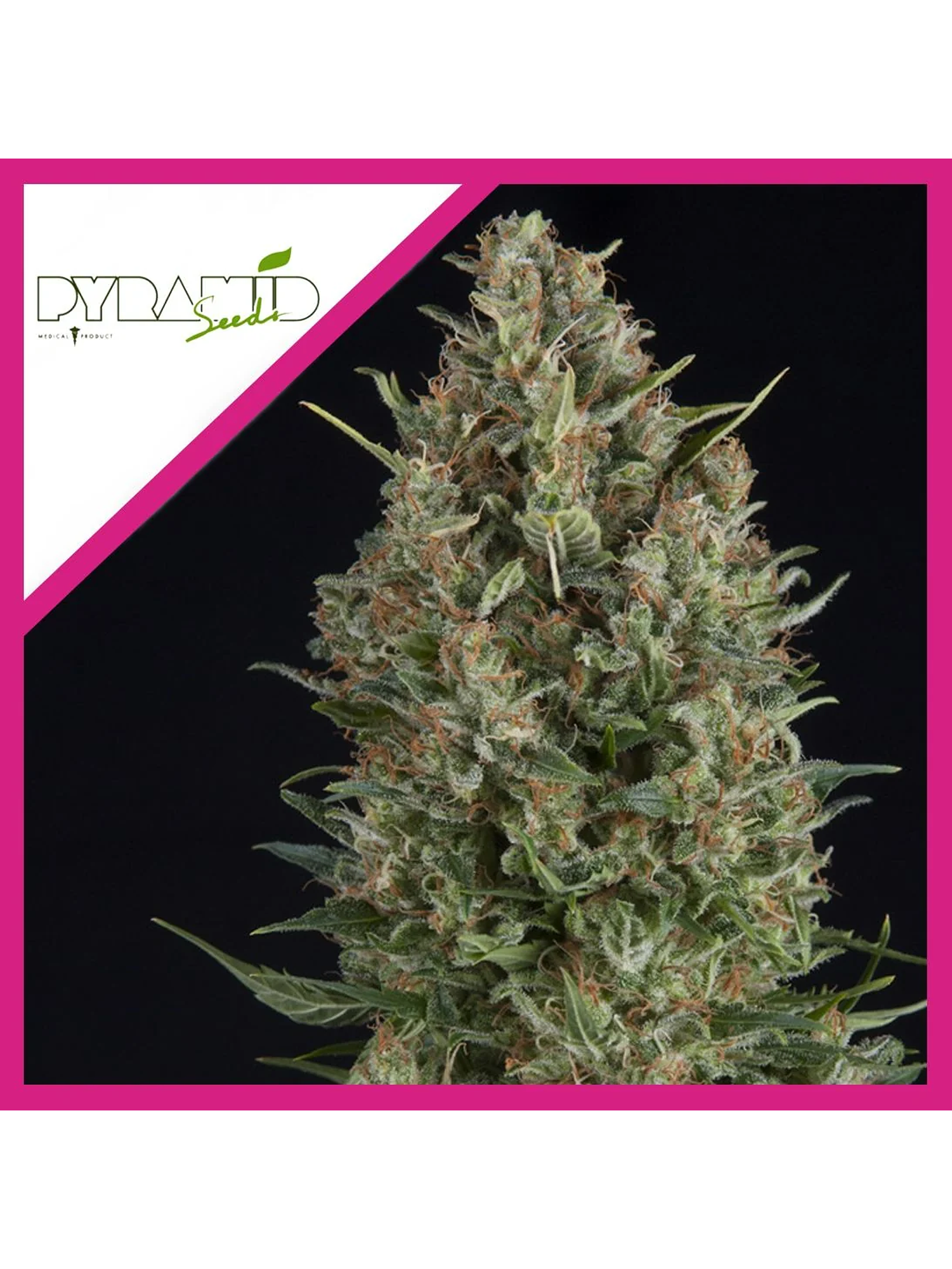 Wembley Fem -Pyramid Seeds (X5+2/X3+1/X1) 2