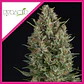 Wembley Fem -Pyramid Seeds (X5+2/X3+1/X1) - Miniatura 2