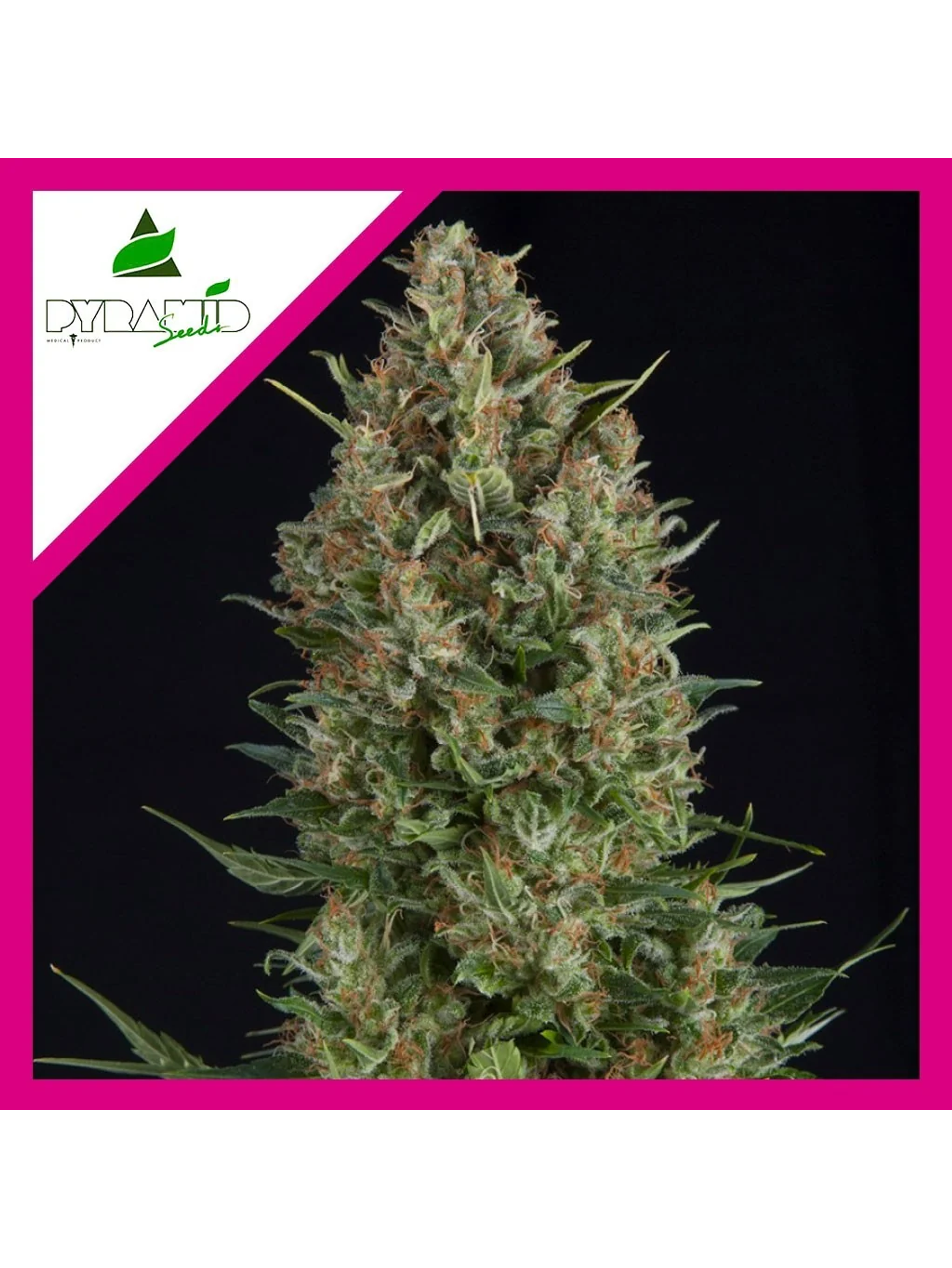 Wembley Fem -Pyramid Seeds (X5+2/X3+1/X1) 4