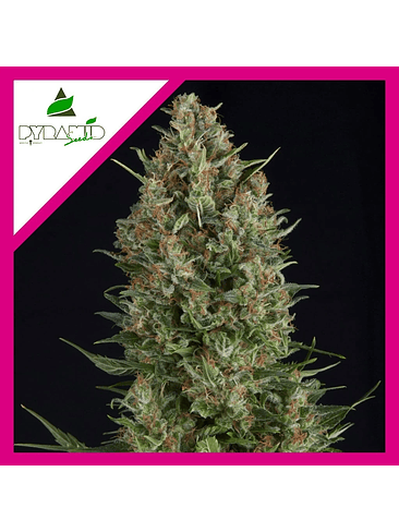 Wembley Fem -Pyramid Seeds (X5+2/X3+1/X1) 4