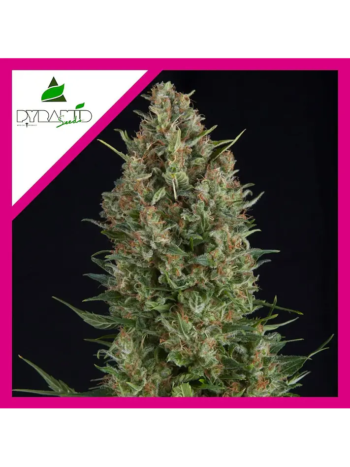 Wembley Fem -Pyramid Seeds (X5+2/X3+1/X1) 4