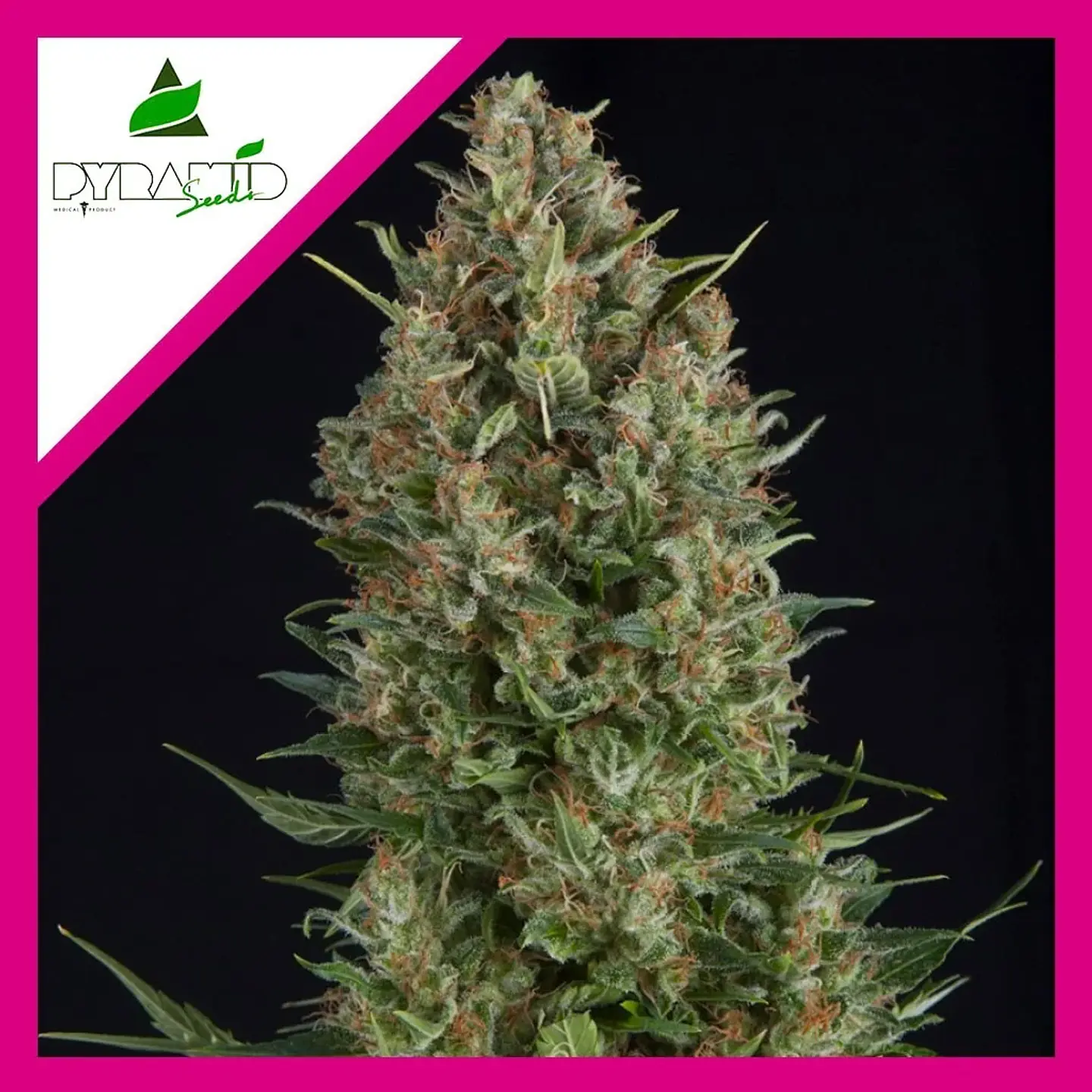 Wembley Fem -Pyramid Seeds (X5+2/X3+1/X1) 4