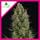 Wembley Fem -Pyramid Seeds (X5+2/X3+1/X1) - Miniatura 4