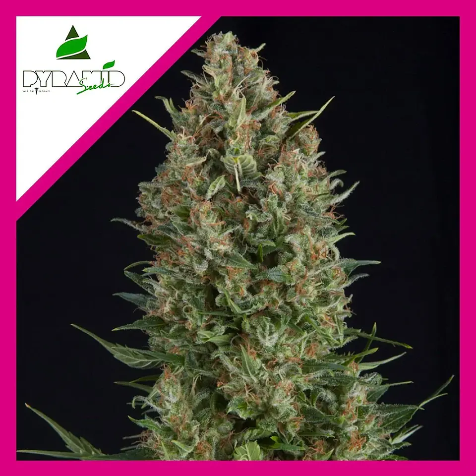 Wembley Fem -Pyramid Seeds (X5+2/X3+1/X1) 4
