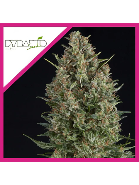 Wembley Fem -Pyramid Seeds (X5+2/X3+1/X1) 3
