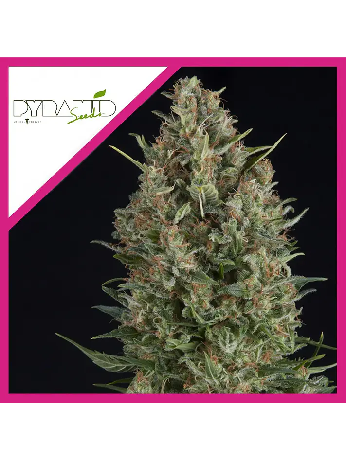 Wembley Fem -Pyramid Seeds (X5+2/X3+1/X1) 3