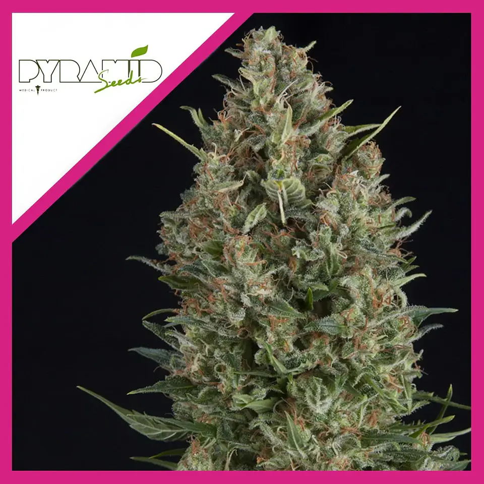 Wembley Fem -Pyramid Seeds (X5+2/X3+1/X1) 3