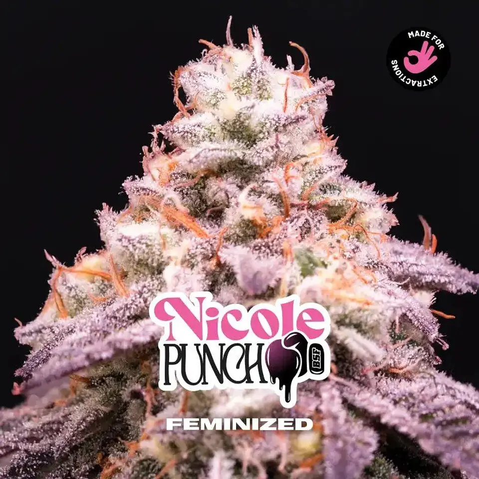 Nicole Punch Fem -Bsf (X12/X7/X4/X2) 4