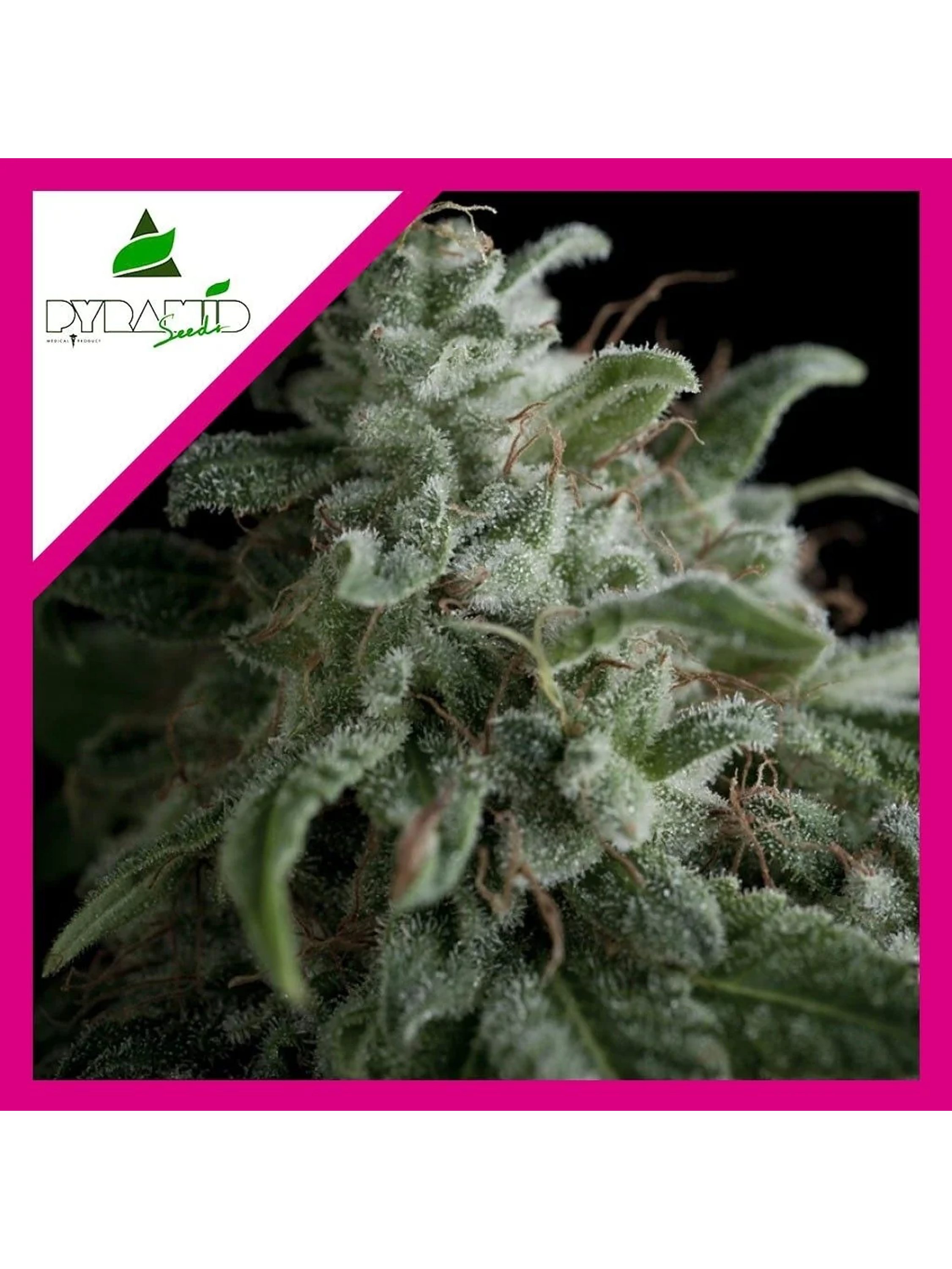 Nefertiti Fem -Pyramid Seeds (X5+2/X3+1) 2