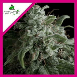 Nefertiti  Fem X5+2-Pyramid Seeds