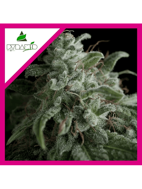 Nefertiti  Fem X5+2-Pyramid Seeds 2