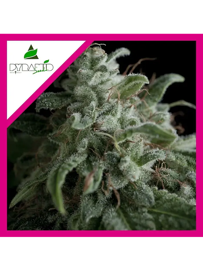 Nefertiti Fem -Pyramid Seeds (X5+2/X3+1) 2