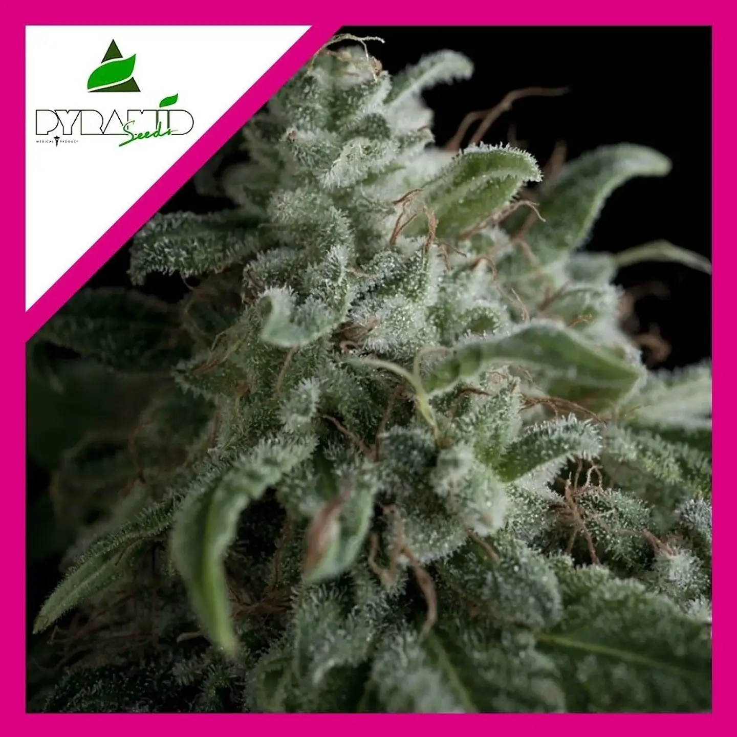 Nefertiti Fem -Pyramid Seeds (X5+2/X3+1) 2