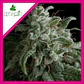 Nefertiti Fem -Pyramid Seeds (X5+2/X3+1) - Miniatura 2