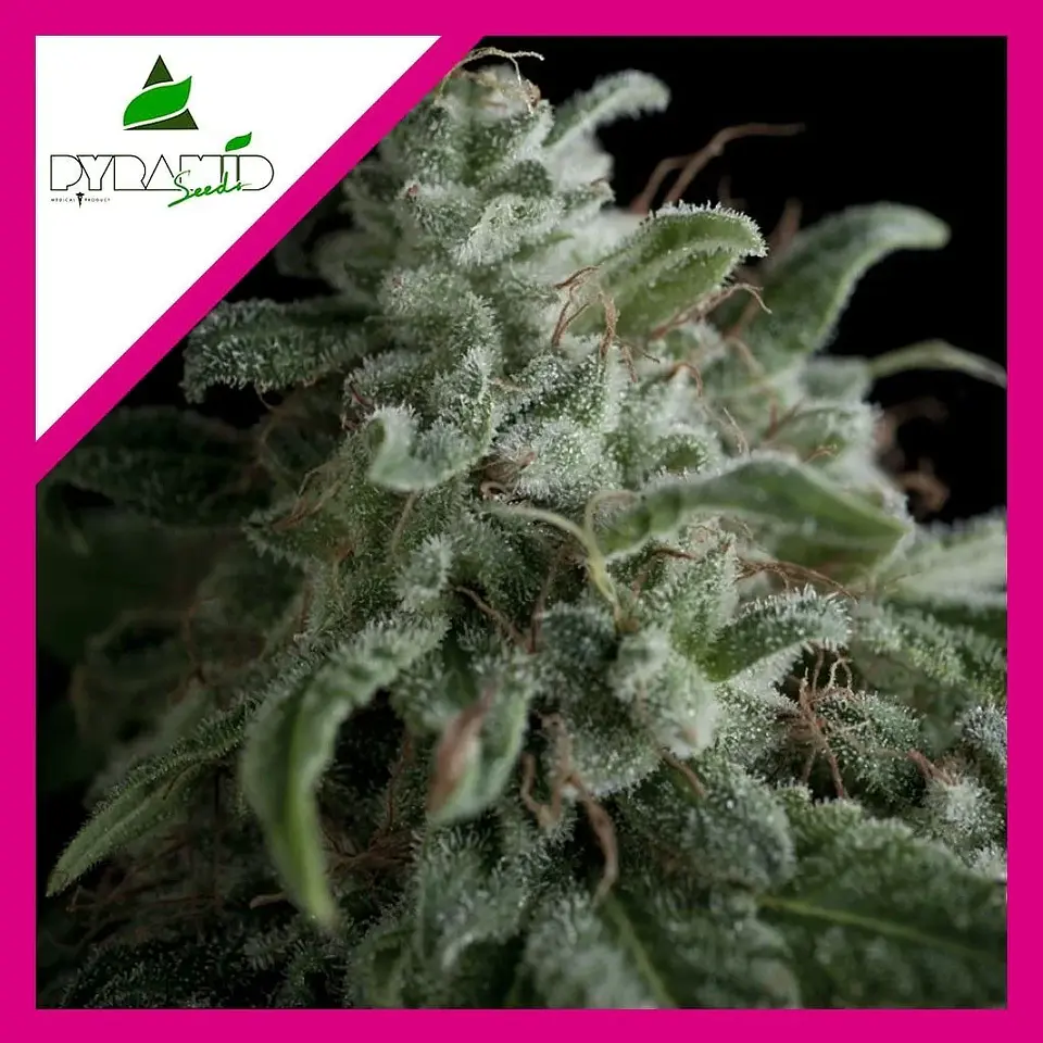 Nefertiti Fem -Pyramid Seeds (X5+2/X3+1) 2