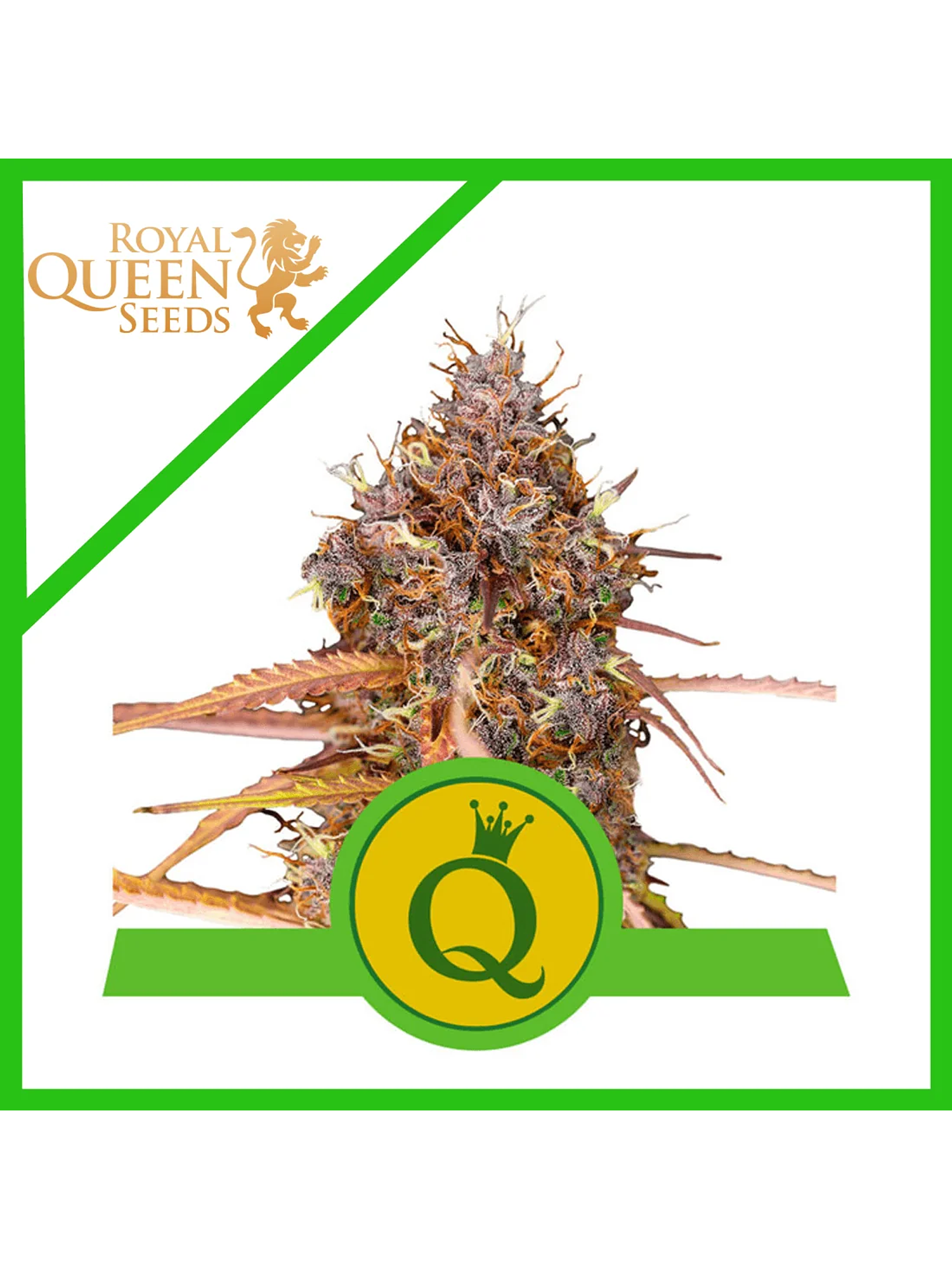 Purple Queen Usa Premium Auto -Royal Queen (X10/X3/X1) 2