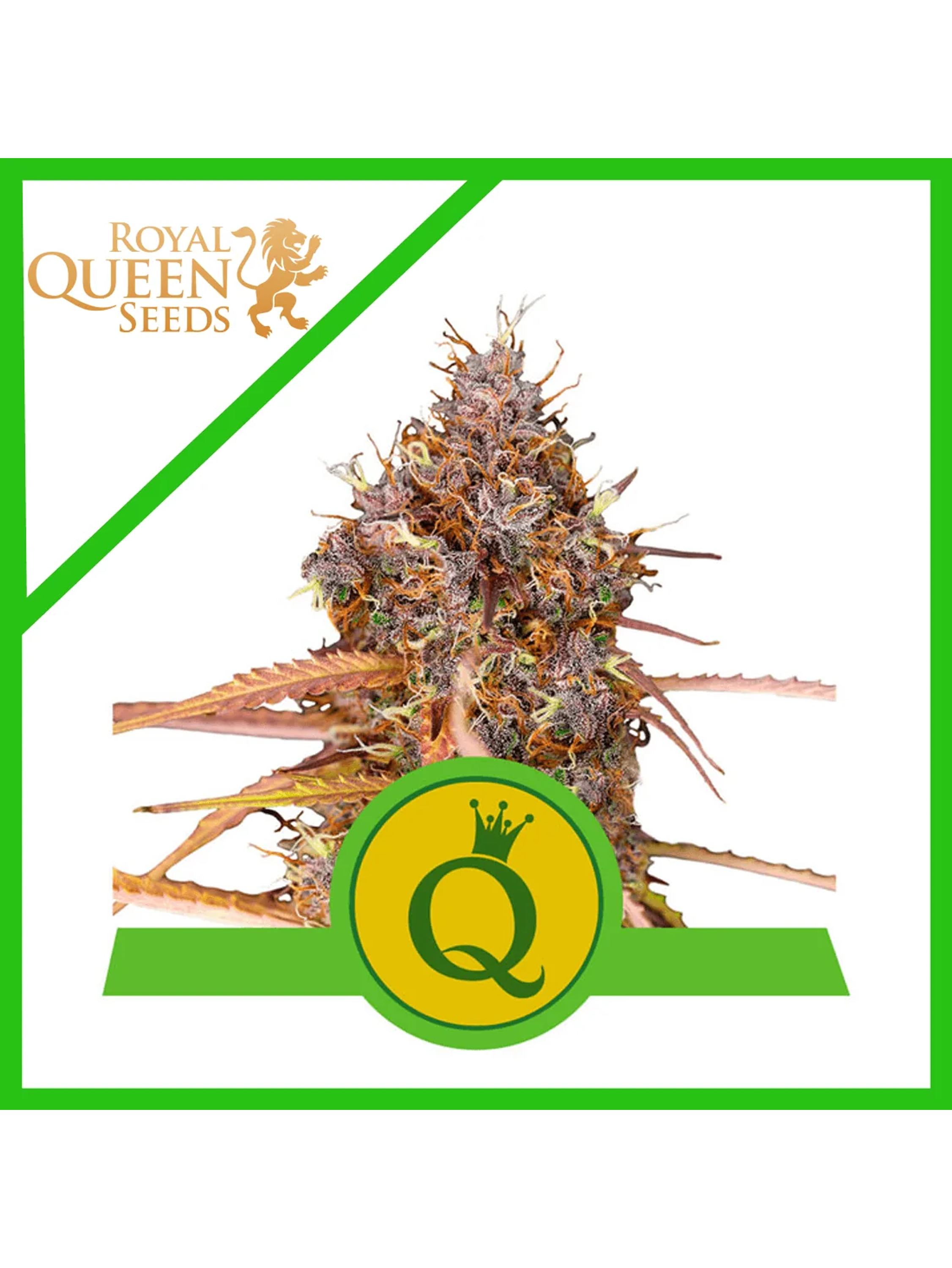 Purple Queen Usa Premium Auto -Royal Queen (X10/X3/X1) 2