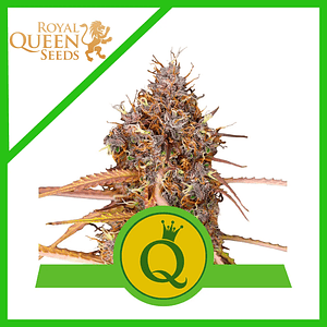 Purple Queen Usa Premium Auto X10-Royal Queen