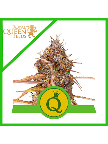 Purple Queen Usa Premium Auto X10-Royal Queen 2