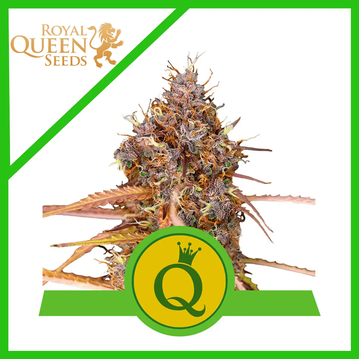 Purple Queen Usa Premium Auto -Royal Queen (X10/X3/X1) 2
