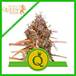 Purple Queen Usa Premium Auto -Royal Queen (X10/X3/X1) - Miniatura 2