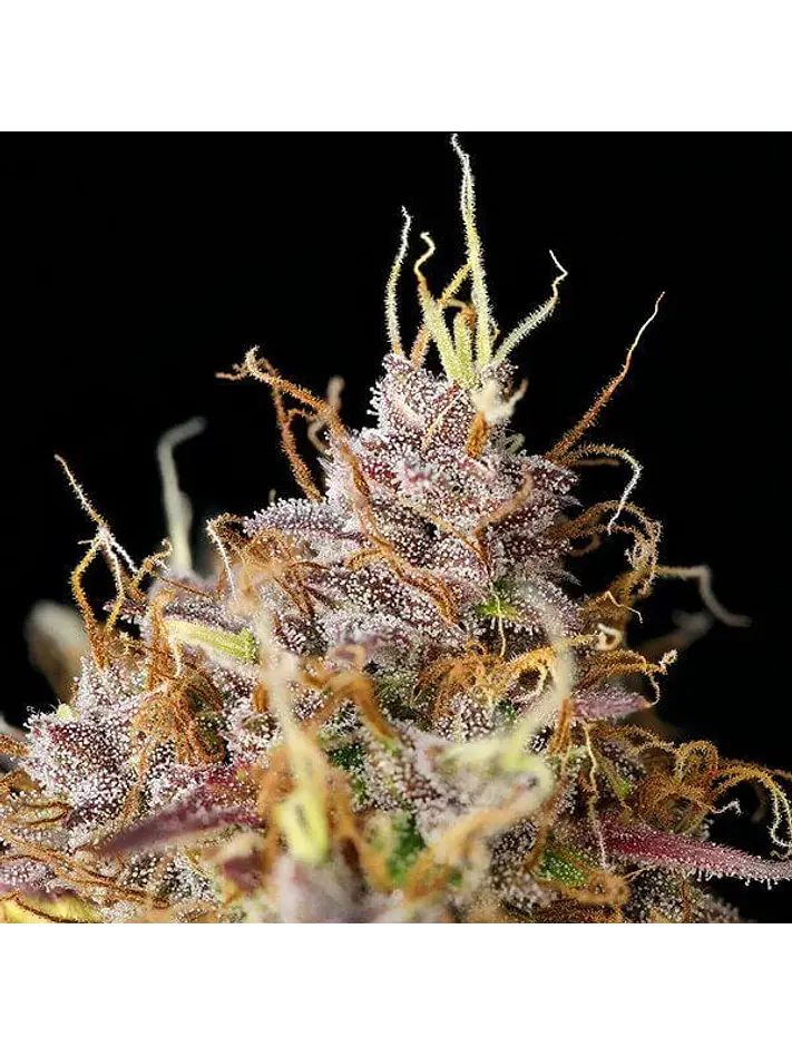 Purple Queen Usa Premium Auto -Royal Queen (X10/X3/X1) 3
