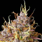 Purple Queen Usa Premium Auto -Royal Queen (X10/X3/X1) - Miniatura 3