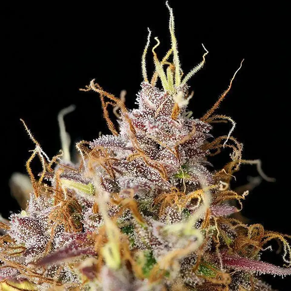 Purple Queen Usa Premium Auto -Royal Queen (X10/X3/X1) 3