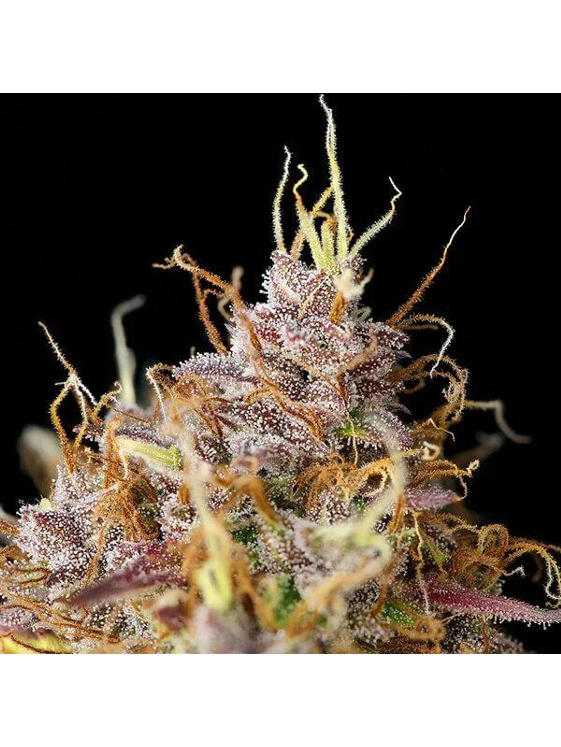 Purple Queen Usa Premium Auto -Royal Queen (X10/X3/X1) 4