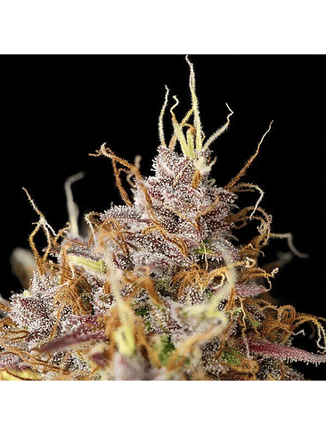 Purple Queen Usa Premium Auto X10-Royal Queen 4