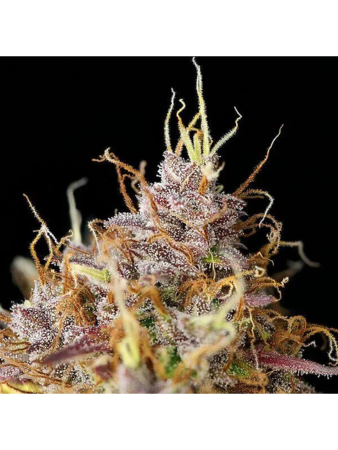 Purple Queen Usa Premium Auto -Royal Queen (X10/X3/X1) 4