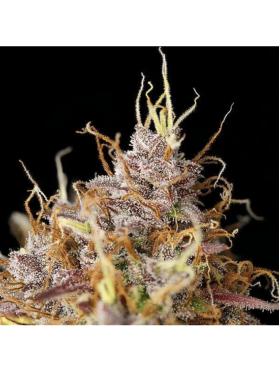 Purple Queen Usa Premium Auto X10-Royal Queen 4