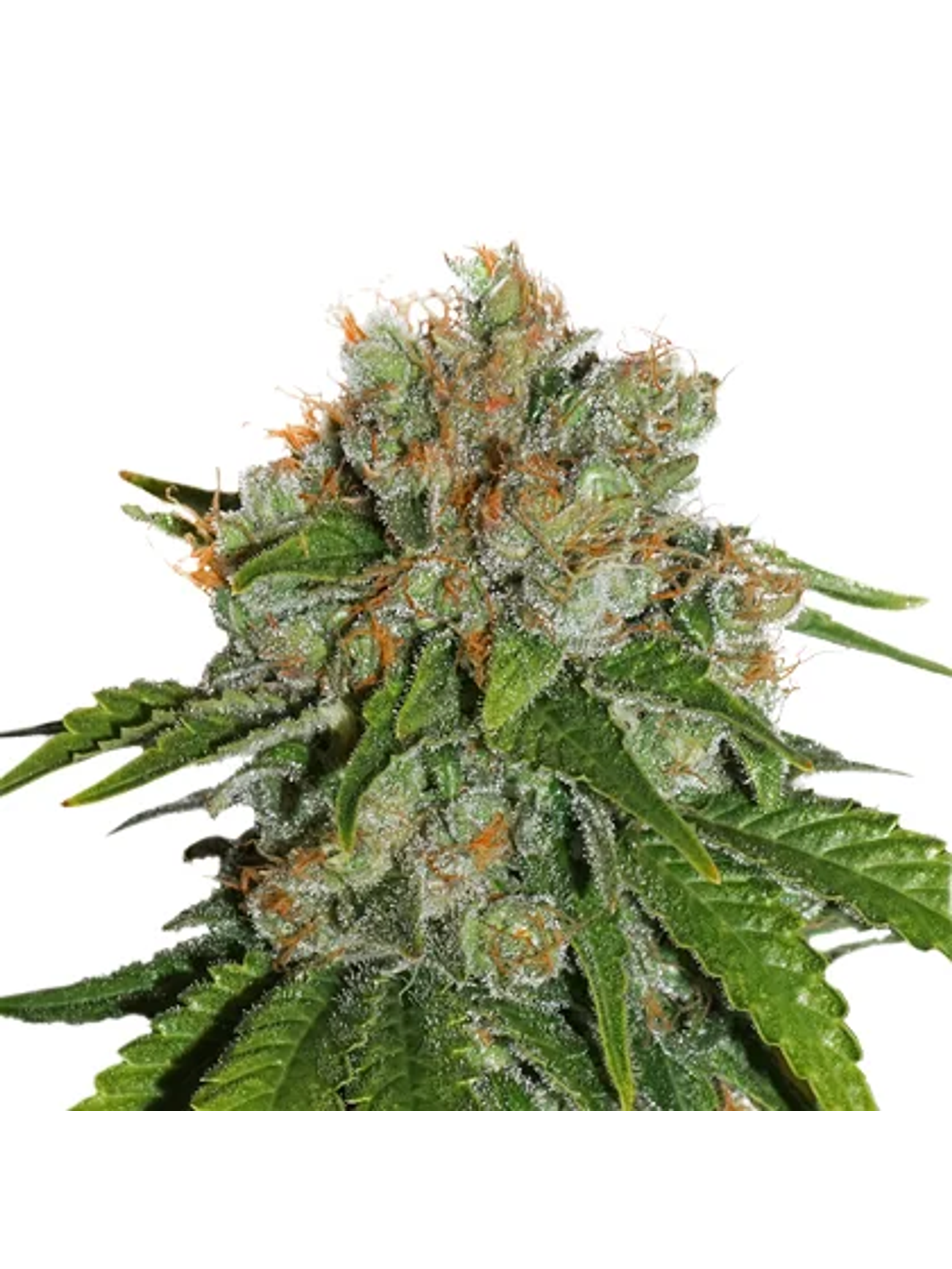 Amnesia Auto -Seedstockers (X100/X3) 2