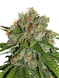 Amnesia Auto X100-Seedstockers - Miniatura 2