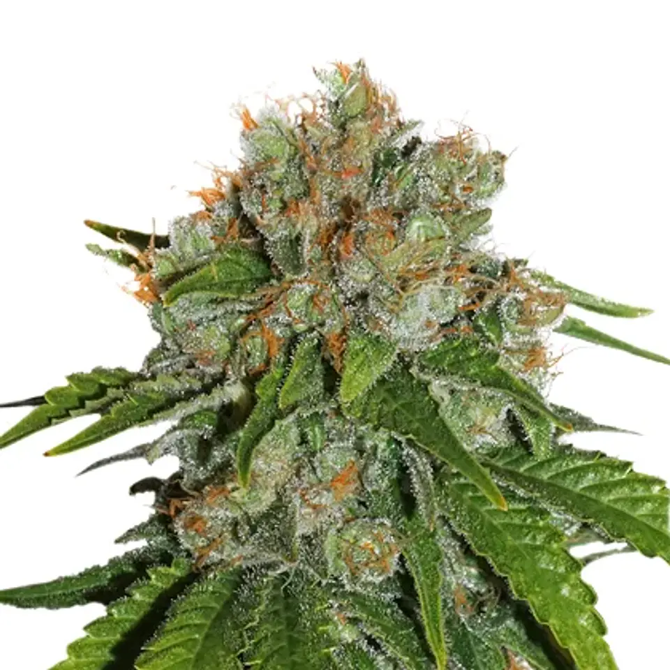 Amnesia Auto -Seedstockers (X100/X3) 2