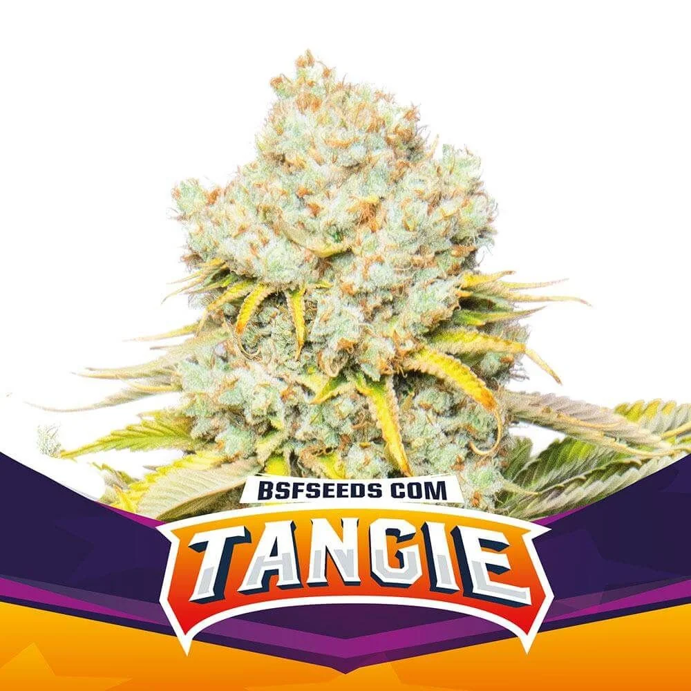 Tangie Fem -Bsf (X12/X4/X2) 2