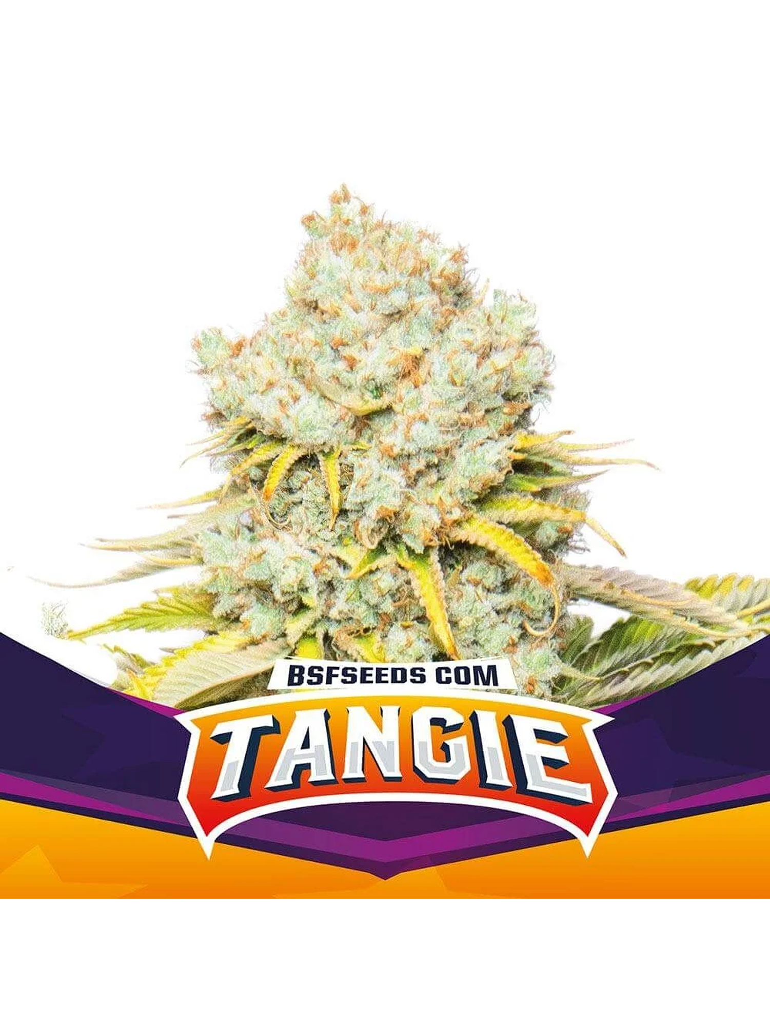 Tangie Fem -Bsf (X12/X4/X2) 2
