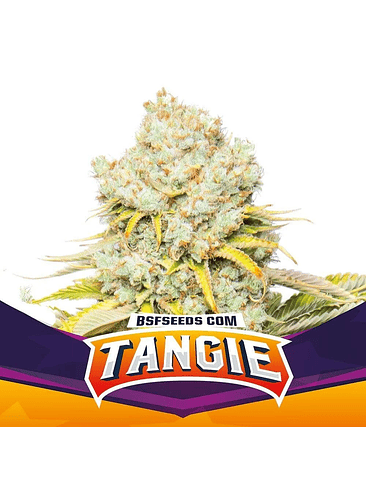 Tangie Fem X12-Bsf 2