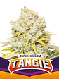 Tangie Fem X12-Bsf - Miniatura 2