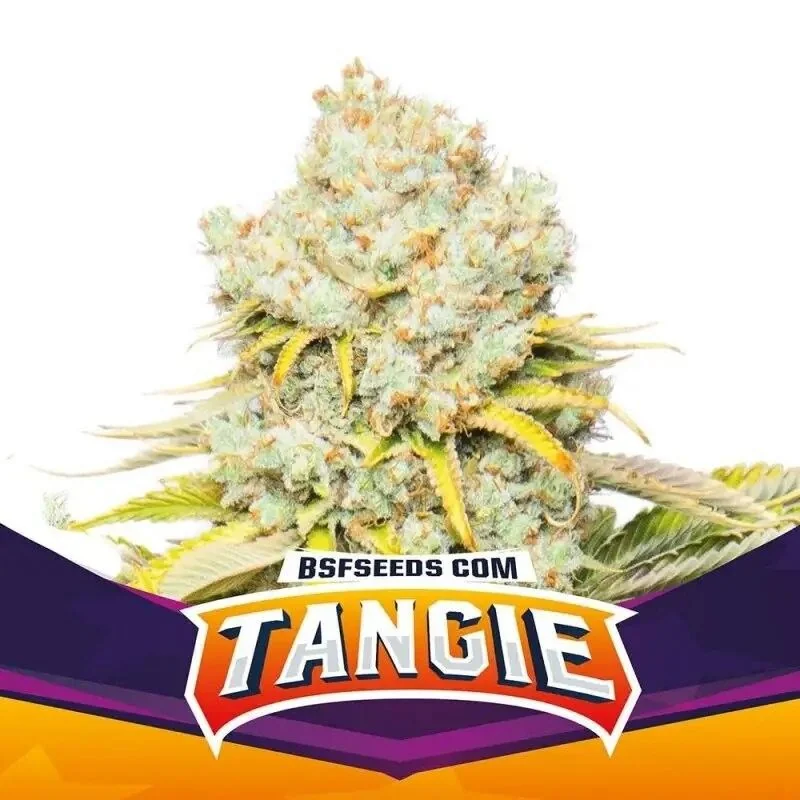 Tangie Fem -Bsf (X12/X4/X2) 4