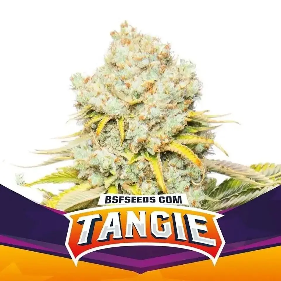Tangie Fem -Bsf (X12/X4/X2) 4